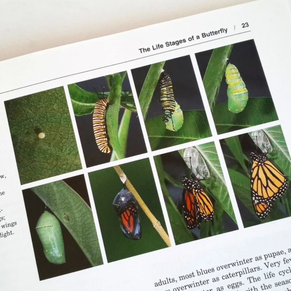 The Butterfly Book by Stokes and Williams (Butterfly and Gardening Planning)